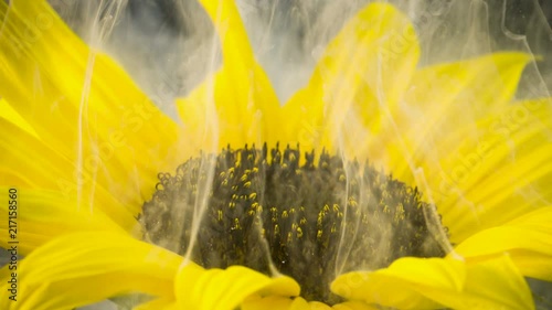 Amazing spreading of paint on a beautiful sunflower against black background. photo