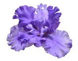 Blooming iris flower isolated on white background. Summer. Spring. Flat lay, top view. Love. Valentine's Day