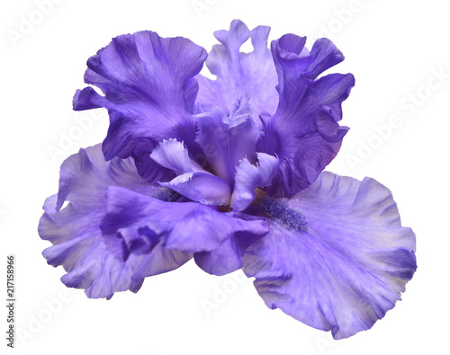 Fototapeta Naklejka Na Ścianę i Meble -  Blooming iris flower isolated on white background. Summer. Spring. Flat lay, top view. Love. Valentine's Day