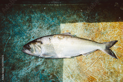 American Shad in a boat on the Cape Fear River, NC photo