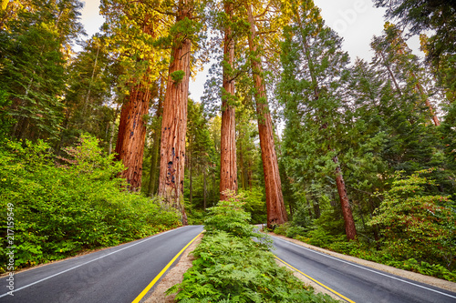 Dekoracja na wymiar  scenic-road-in-sequoia-national-park-at-sunset-california-usa