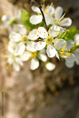 Flower of fruit trees.Blooming branch of plum tree.Spring white flower 
