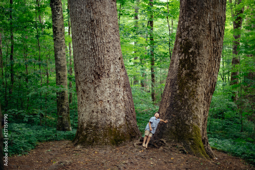 A boy stands at the base of two huge old growth tulip poplars in Joyce Kilmer Memorial Forest in North Carolina photo