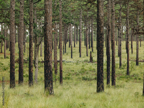 Longleaf pine forest