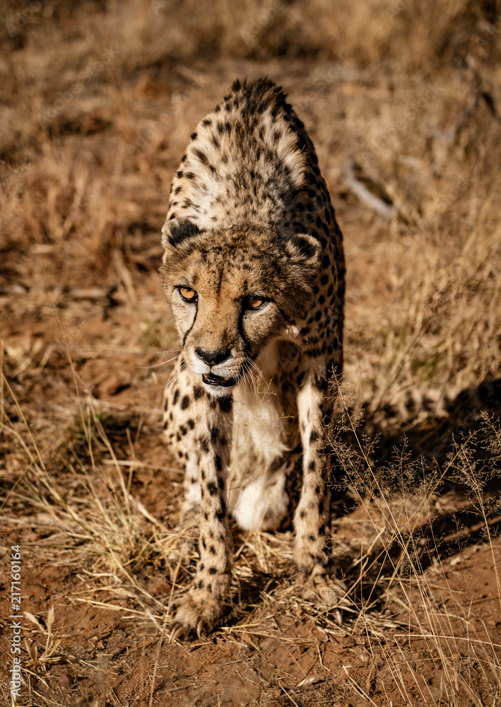 Fototapeta premium Cheetah sits on his haunches