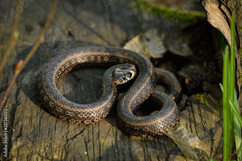 Natrix, Snake, Colubridae in the forest, close up.