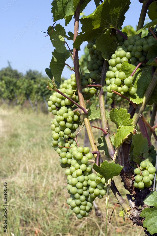 Grappes de raisin dans une vigne en Alsace