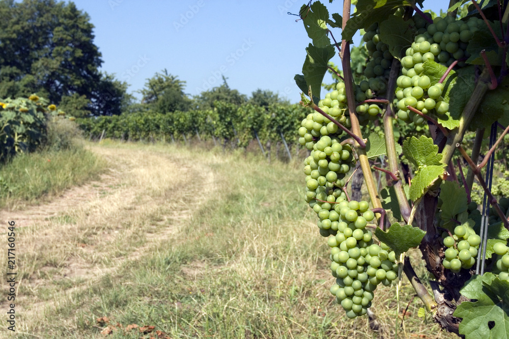 Grappes de raisin dans une vigne en Alsace