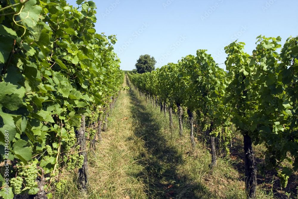 Rangées de vignes en Alsace