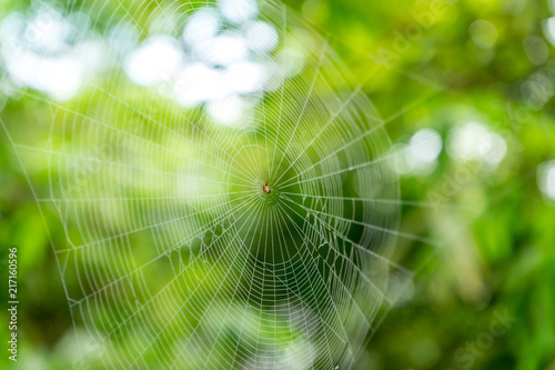 A classic circular form spider's web in the rainforest. Opadometa fastigata weaving the web. See the silk coming from the spinneret glands located at the tip of the abdomen.