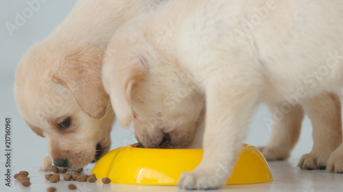 Fototapeta Naklejka Na Ścianę i Meble -  Portrait of two labrador puppy eat a dry food in a yellow bowl on a floor
