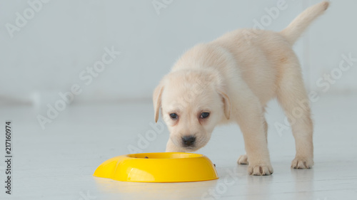 Portrait of labrador puppy eats from a yellow bowl on a floor