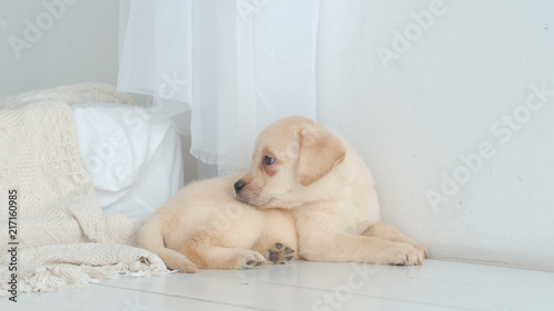 Pretty labrador puppy rests on a white floor in the room © Cliplab