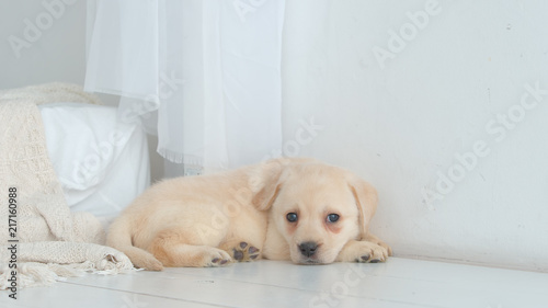 Fototapeta Naklejka Na Ścianę i Meble -  Pretty labrador puppy rests on a white floor in the room