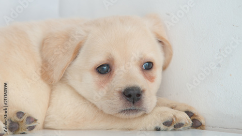 Close shot of head of labrador puppy rests on a floor