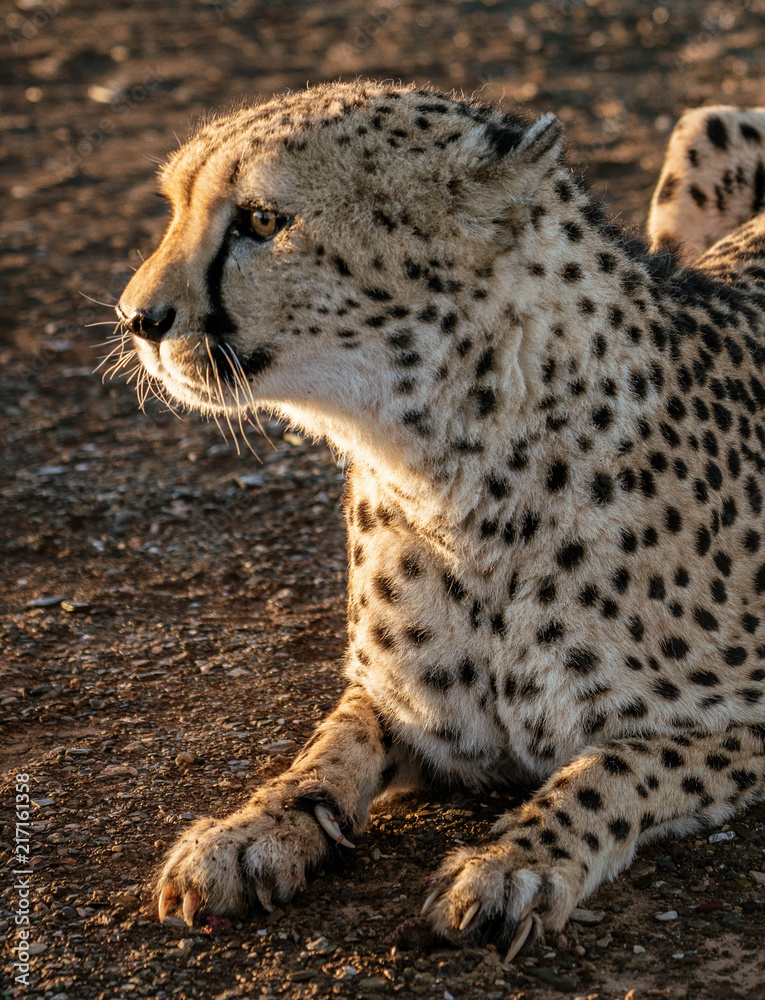 Naklejka premium Closeup profile of adult cheetah