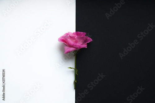 flat lay minimalistic background with a pink rose on a black and white contrast background