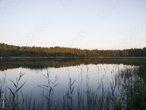 Boschi di betulle e lago in Finlandia photo