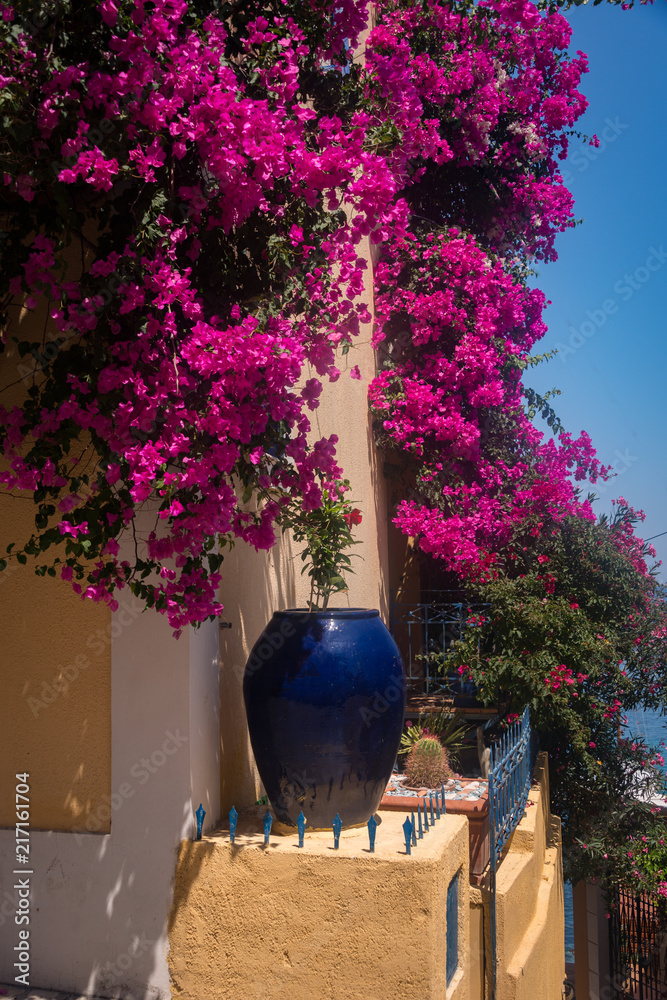 Φωτογραφία Bouainvillea in the village of Assos on the island of Kefalonia, Greece