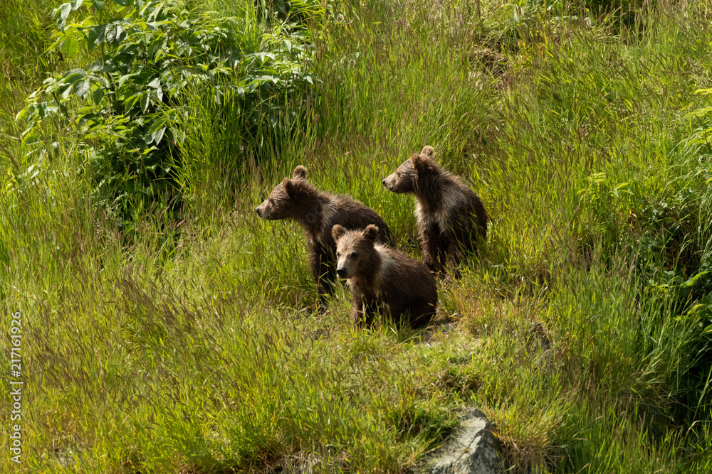Fototapeta premium Triplet Kodiak Bears