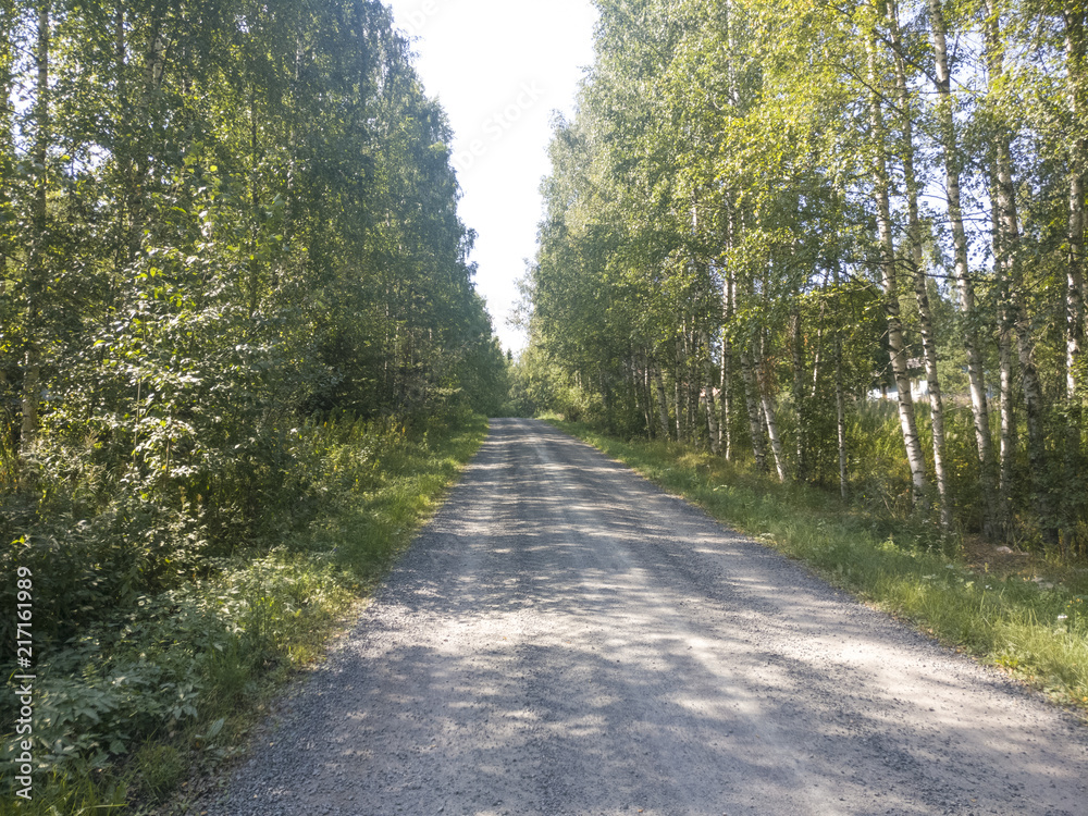 Boschi di betulle e lago in Finlandia