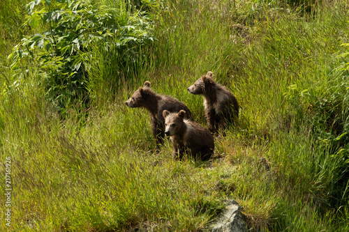 Triplet Kodiak Bears