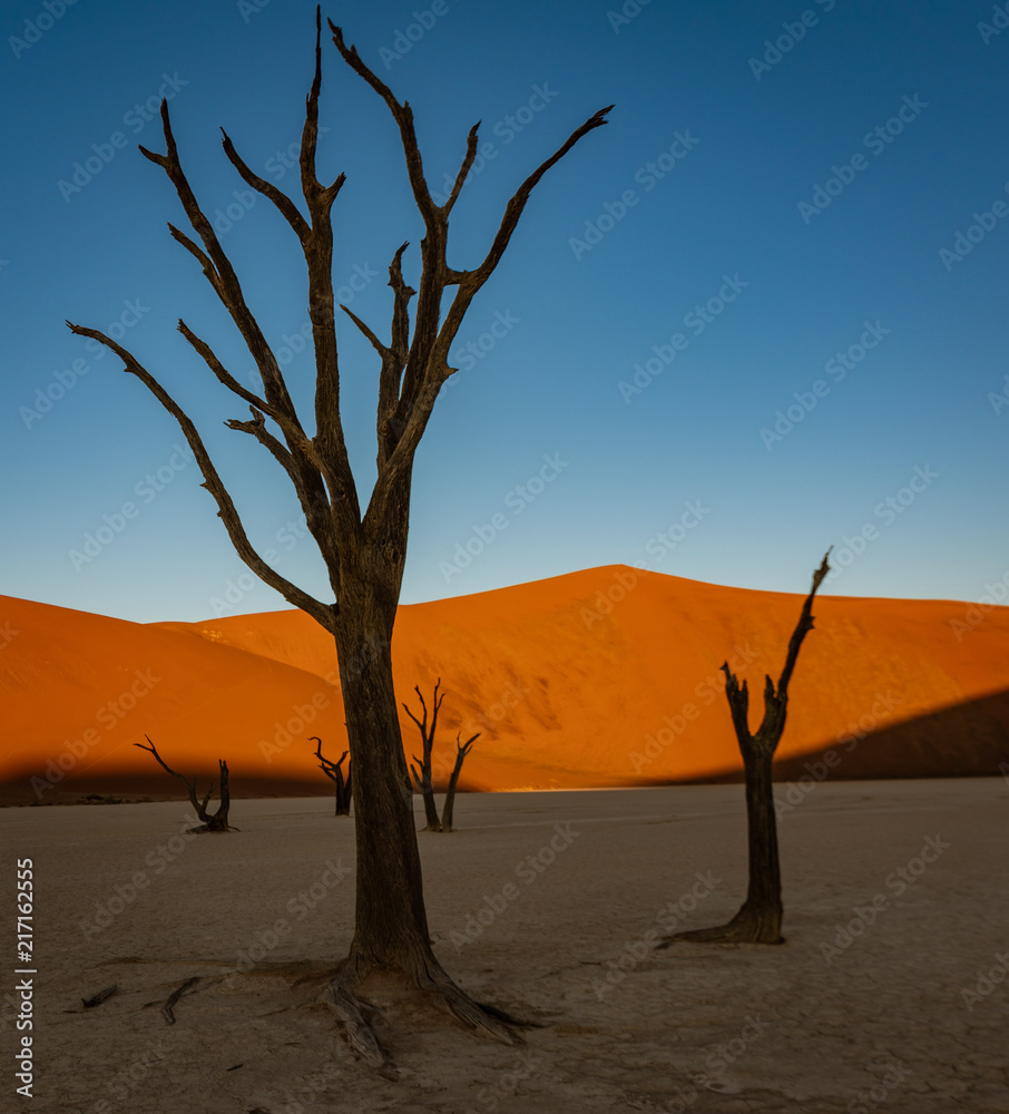 Dead camelthorn trees sitting in a salt pan in Deadvlie Dead camelthorn trees sitting in a salt pan in Deadvlie