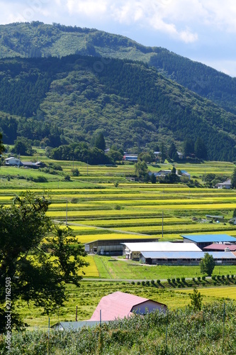 山里の秋、黄金色の棚田。遠野 岩手 日本。９月下旬。