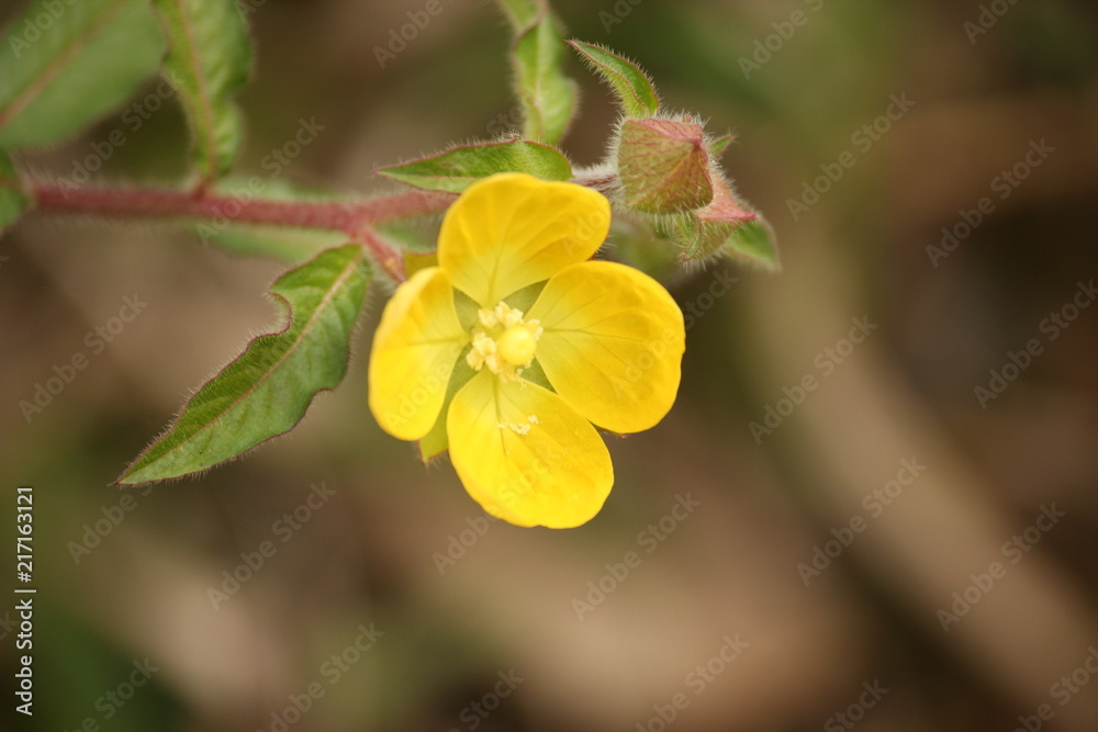 Obraz premium yellow flower