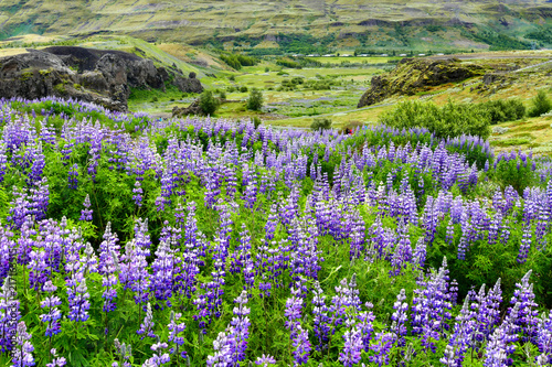 Icelandic purple lupine field in summer Iceland