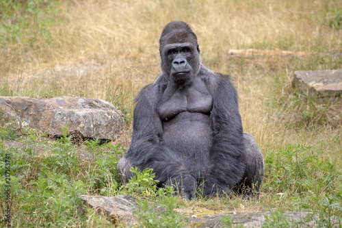 Silverback gorilla portrait