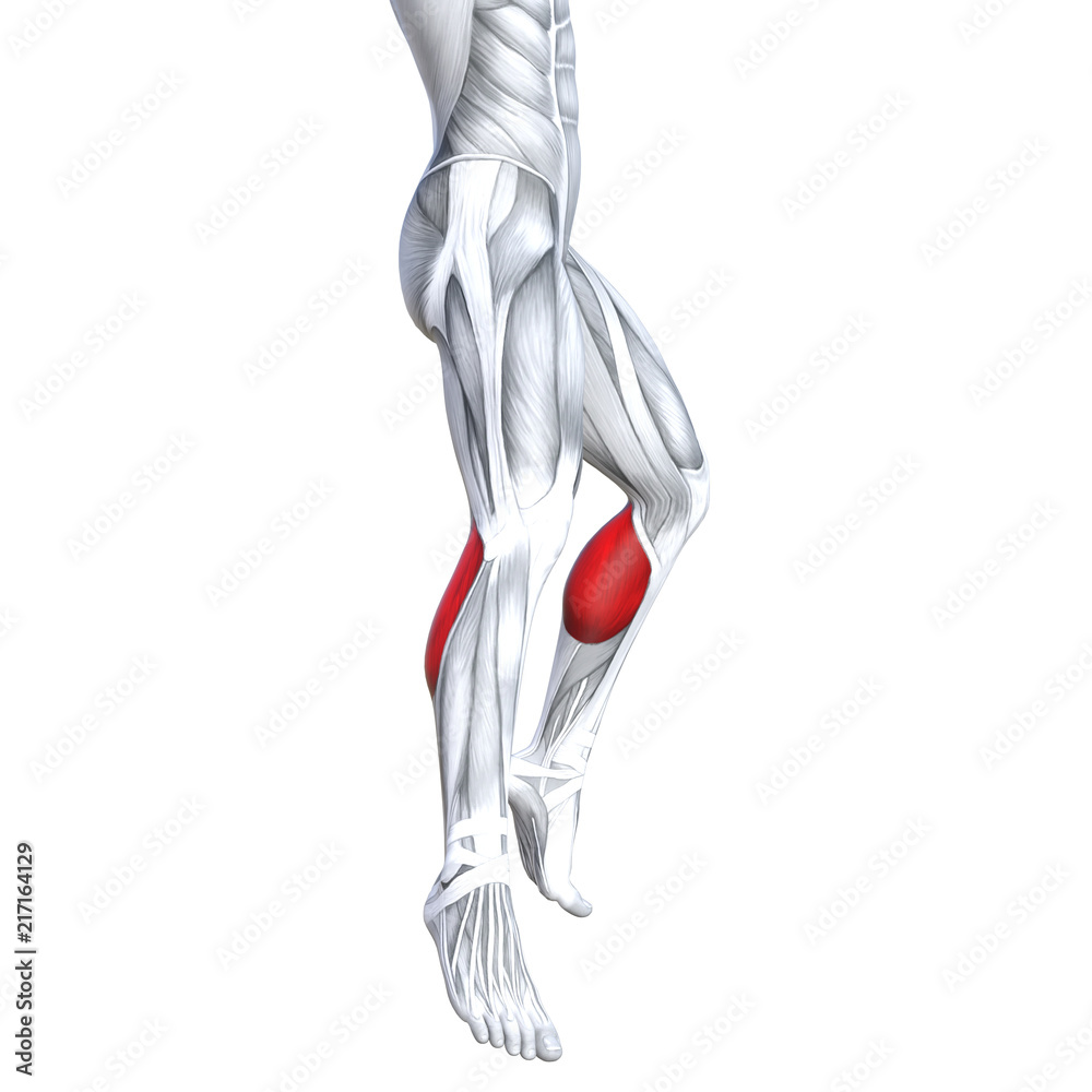 Concept conceptual 3D illustration fit strong front lower leg human anatomy, anatomical muscle isolated white background for body medical health tendon foot and biological gym fitness muscular system Concept conceptual 3D illustration fit strong front lower leg human anatomy, anatomical muscle isolated white background for body medical health tendon foot and biological gym fitness muscular system