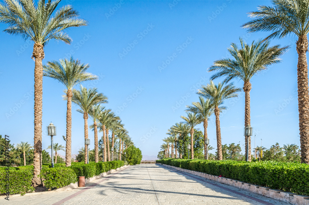 alley of date palms Egypt Sharm El Sheikh South Shinai against t