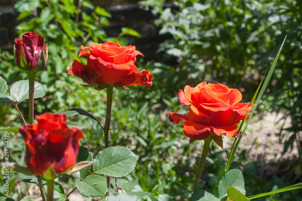 Blooming rose flower close up, colorful and vivid plant, natural background Blooming rose flower close up, colorful and vivid plant, natural background