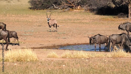 Oryx & wildebeest in Kgalagadi Transfortier Park, South Africa. photo