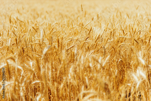 Wheat field agricultural background