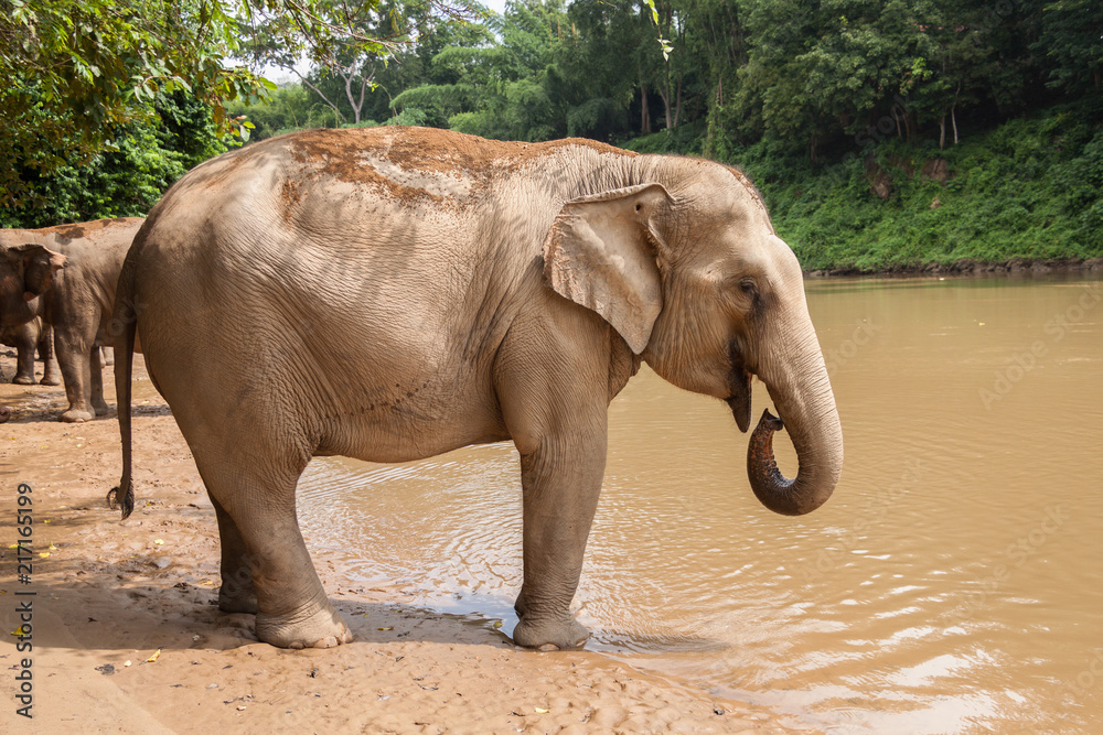 éléphant au bord de la rivière