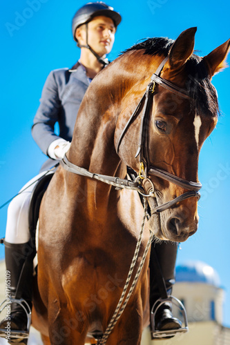 Saddle horse. Gentle horseman wearing black helmet riding beautiful dark-eyed saddle horse