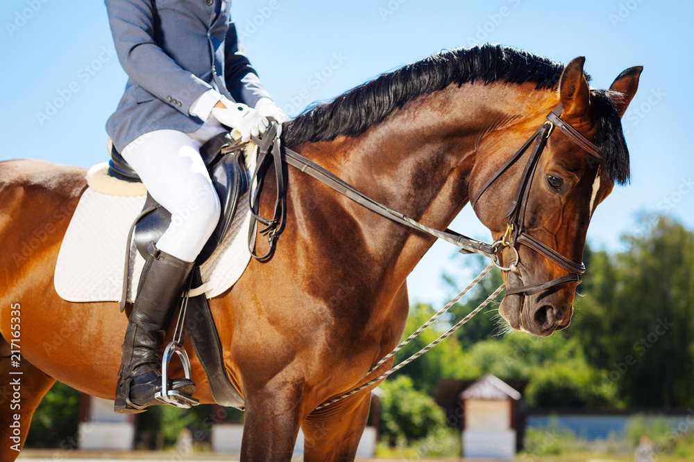 Race horse. Dark brown race horse submissively standing near her owner wearing blue trousers and riding boots Race horse. Dark brown race horse submissively standing near her owner wearing blue trousers and riding boots