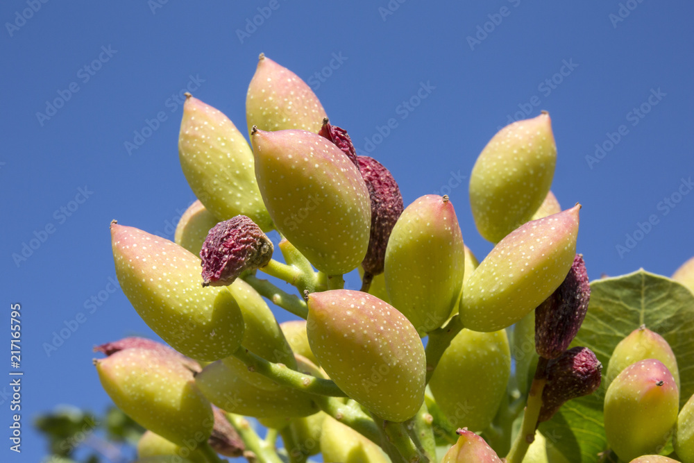 Antep pistachio on tree branch, Gaziantep, Turkey Antep pistachio on tree branch, Gaziantep, Turkey