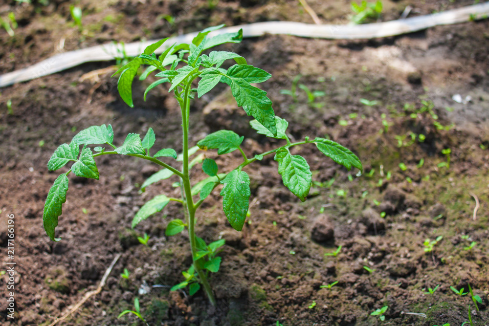 Tomato plant, young green herb growing in the ground Tomato plant, young green herb growing in the ground