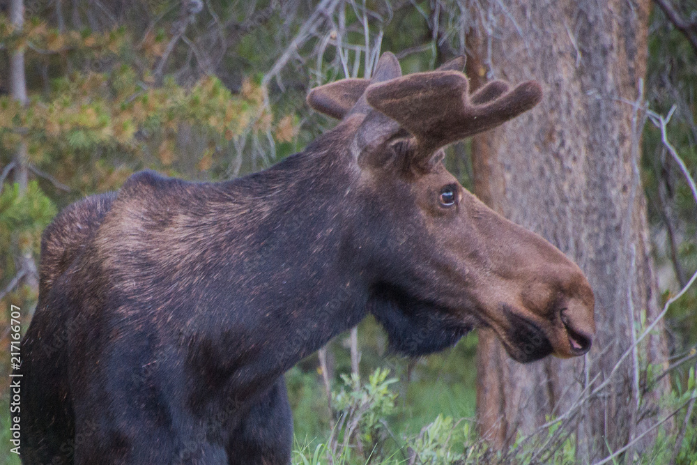 Moose head looking away