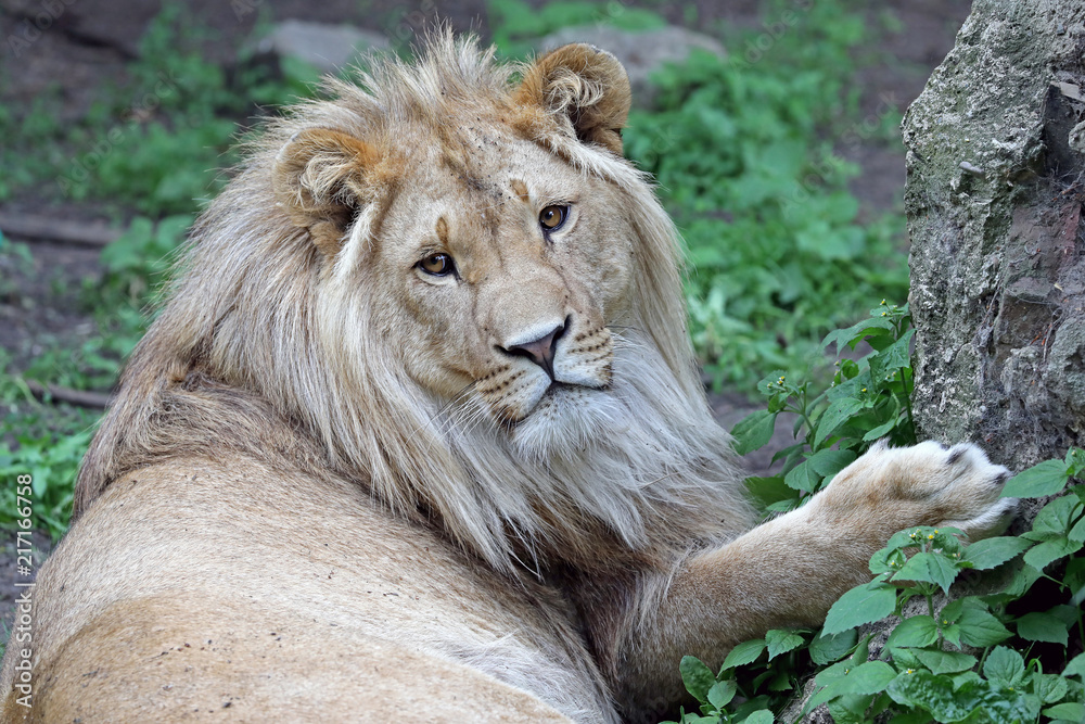 Male lion portrait