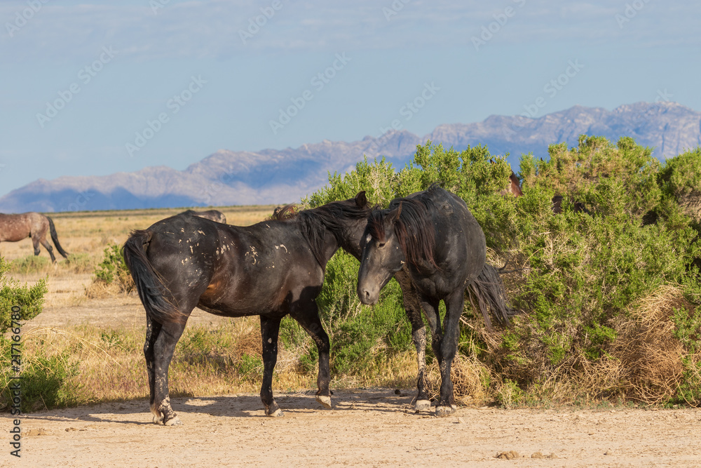 Wild Horses in the Utah Desert in Summer Wild Horses in the Utah Desert in Summer