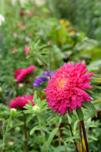Close-up of a pink aster and a flower bed with other flowers in the background