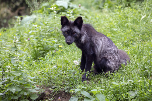 Fototapeta Naklejka Na Ścianę i Meble -  Black fox portrait
