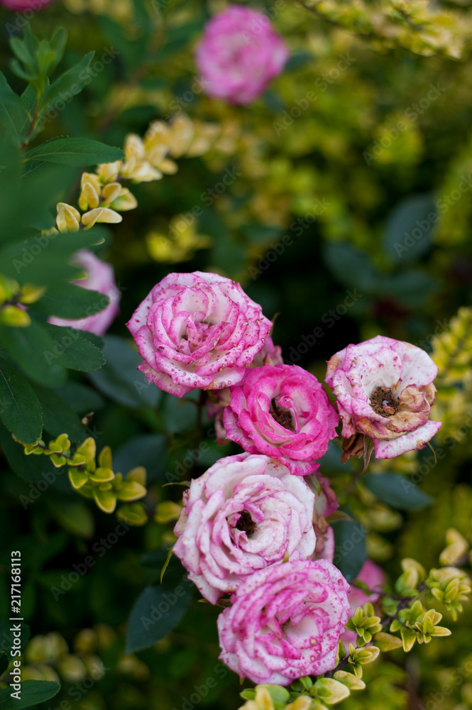 Fototapeta premium Old Roses