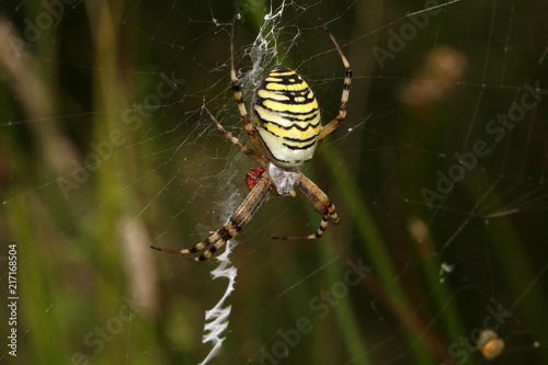 Tiger spider in web