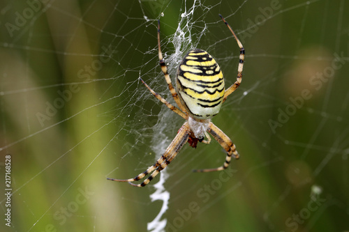 Tiger spider in web