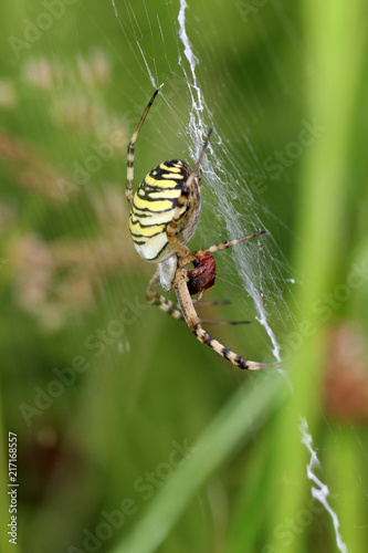 Tiger spider in web © Edwin Butter